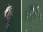 A dolphin carries the deceased body of her two-week-old calf amid a pod of dolphins south of Perth.