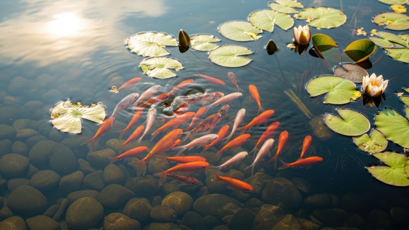 A pensioner who snapped after months of sleepless nights poisoned his neighbour’s prized fish with motor oil and detergent because he could no longer stand the sound of a garden pond.