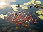 A pensioner who snapped after months of sleepless nights poisoned his neighbour’s prized fish with motor oil and detergent because he could no longer stand the sound of a garden pond.