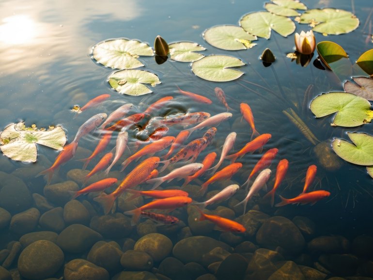A pensioner who snapped after months of sleepless nights poisoned his neighbour’s prized fish with motor oil and detergent because he could no longer stand the sound of a garden pond.
