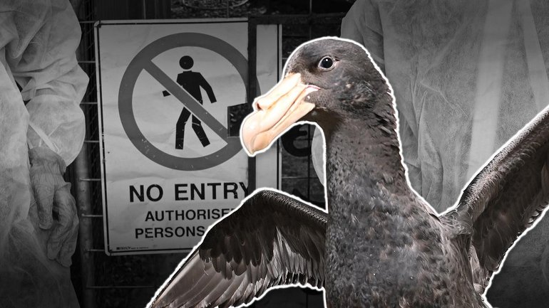 There's growing concern as Australia's confirmed bird flu cases climbs beyond 100. 