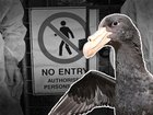 There's growing concern as Australia's confirmed bird flu cases climbs beyond 100. 
