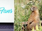 OnlyMarms is documenting a species of squirrel to help fund research.