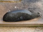 Authorities fear the first seal with a deadly bird flu strain has washed up on Australia's mainland. (Dean Lewins/AAP PHOTOS)