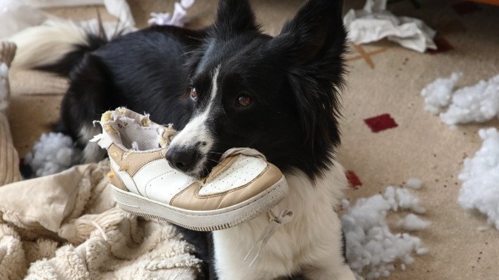 Here are some of the household items sending dogs to the vet.