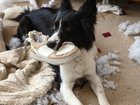 Here are some of the household items sending dogs to the vet.