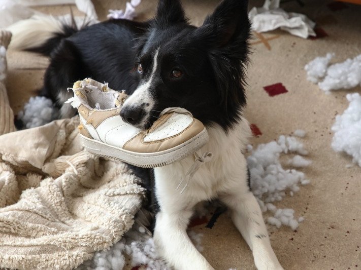 Here are some of the household items sending dogs to the vet.