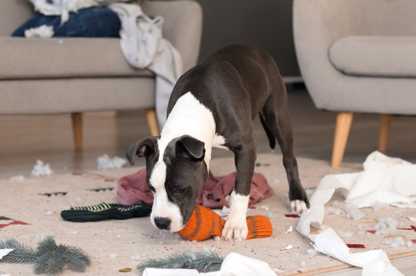 Dog making a mess.