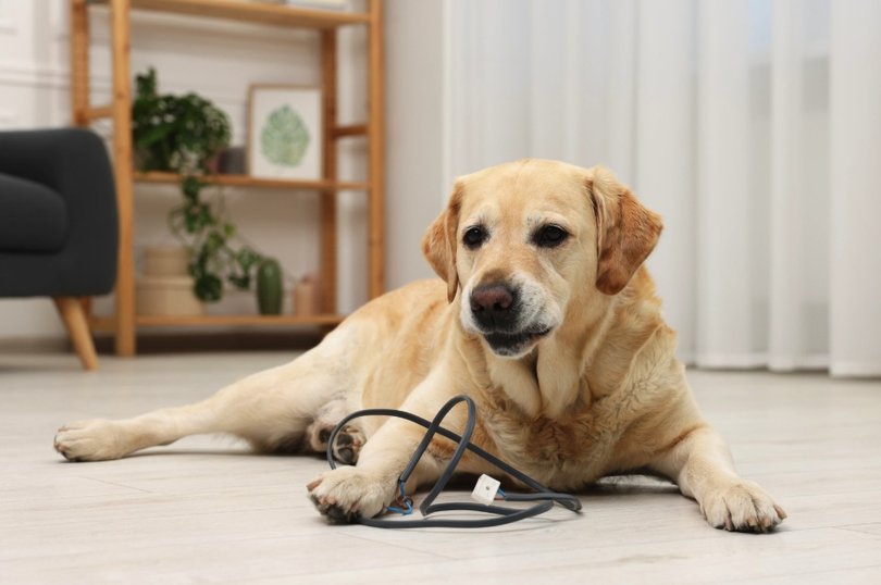 Dogs can easily access dangerous household items.