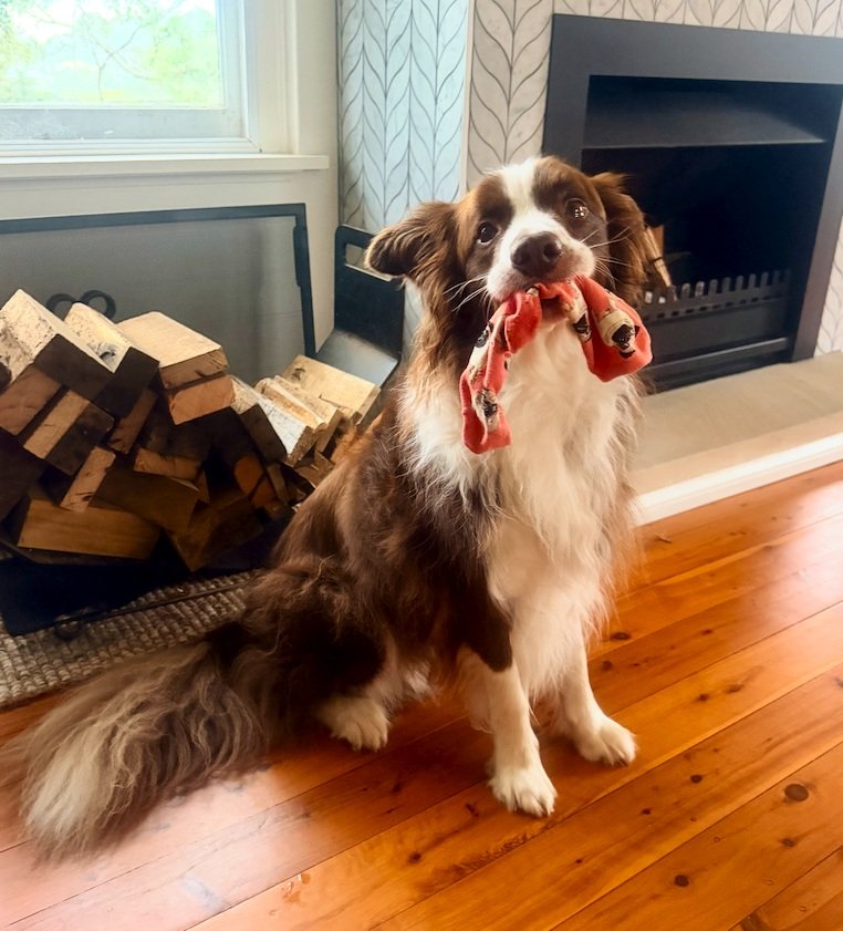 Dr Katrina Warren's dog Chilli.