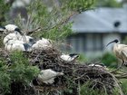 There have been 123 confirmed or presumed positive detections of H5 bird flu in Australia. 