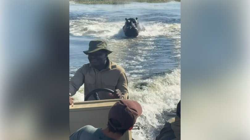 A safari trip has taken a terrifying turn after a hippopotamus charged towards a boat carrying tourists in Botswana, with dramatic footage capturing the animal racing though the water in pursuit of the vessel.