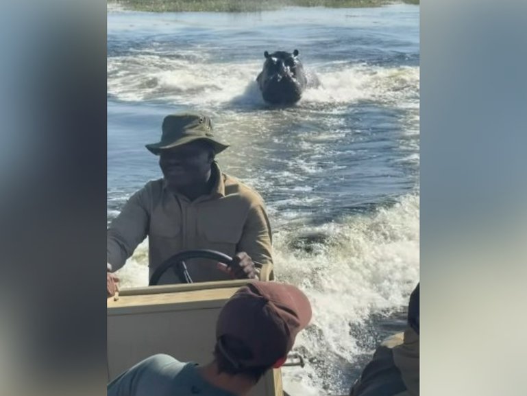 A safari trip has taken a terrifying turn after a hippopotamus charged towards a boat carrying tourists in Botswana, with dramatic footage capturing the animal racing though the water in pursuit of the vessel.