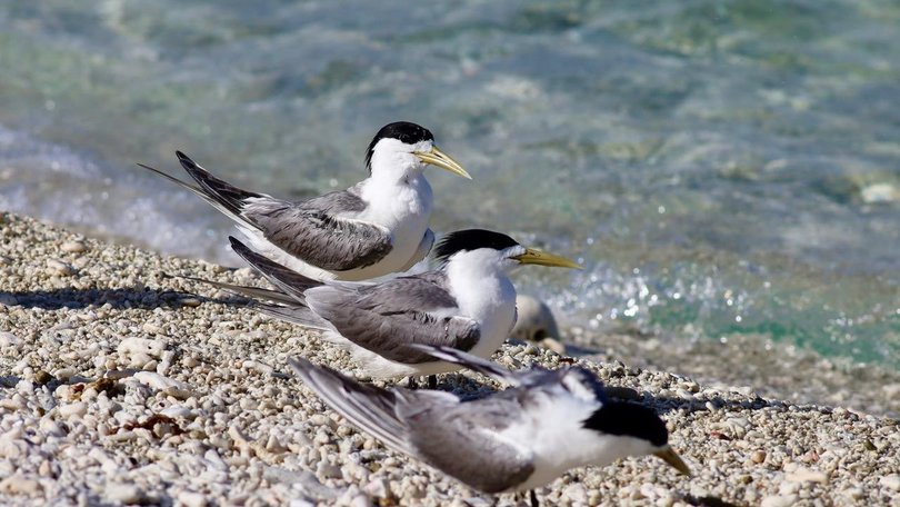 The discovery of H5 bird flu in Australia’s inland should be sparking “alarm bells” among authorities, as cases continue to spread rapidly across the country.