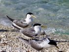 The discovery of H5 bird flu in Australia’s inland should be sparking “alarm bells” among authorities, as cases continue to spread rapidly across the country.