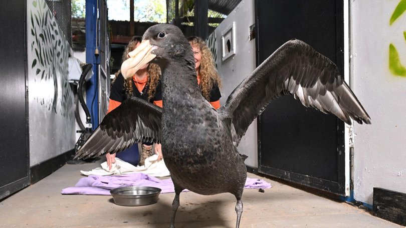 There's concern the disease will start spreading in Australia's non-migratory bird population. (Darren England/AAP PHOTOS)