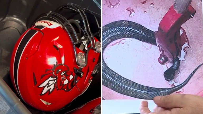 The snake had curled up inside the padding of his helmet.