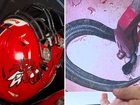 The snake had curled up inside the padding of his helmet.