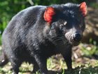 An expert has called for bird flu vaccinations for endangered species like the Tasmanian devil. (David Mariuz/AAP PHOTOS)