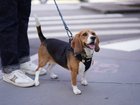 Researchers put dogs (awake and unrestrained) in MRI scanners to see the activity in different regions of their brains while the pooches looked at images of human facial expressions.