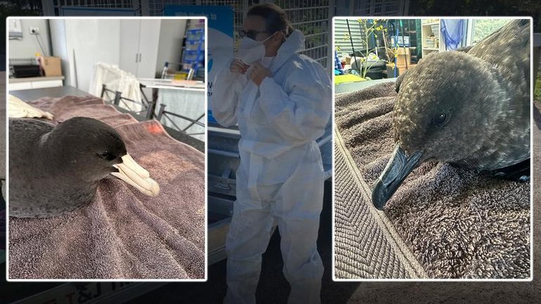 Among bird species confirmed with a deadly virus are a giant northern petrel and a brown skua. 