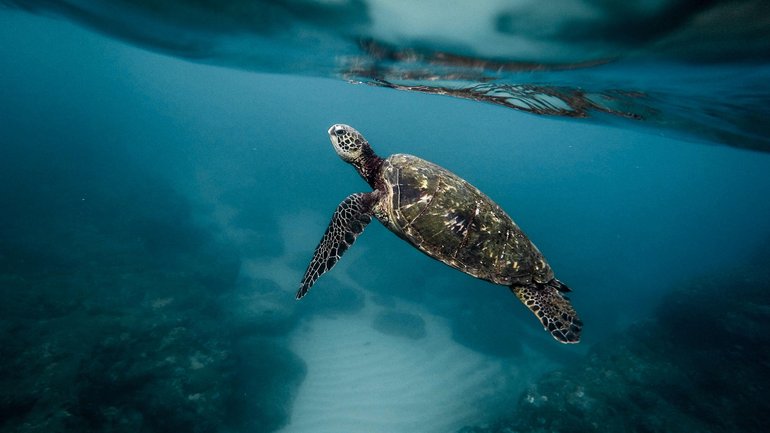 Reef sharks, turtles, and whole schools of fish gracefully swim along the main jetty through the impossibly clear water.