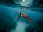 Reef sharks, turtles, and whole schools of fish gracefully swim along the main jetty through the impossibly clear water.