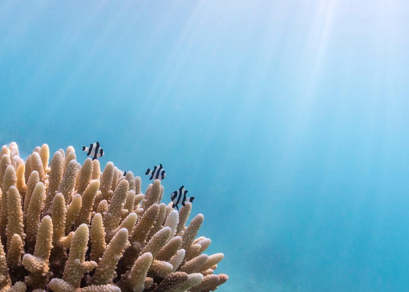 There are endless opportunities for snorkelling and diving in the picturesque waters.