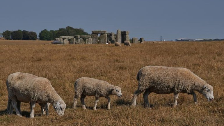 Many UK fields are increasingly looking sandy brown rather than their traditional luscious green. 