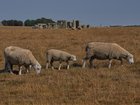 Many UK fields are increasingly looking sandy brown rather than their traditional luscious green. 