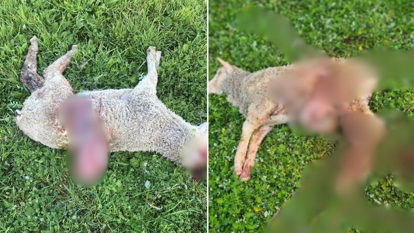 Keller said the constant discovery of mauled sheep is not just distressing, it is destroying his farming operation.