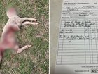 A farmer in northwest Victoria has invoiced the state government $40,000 over sheep killed by dingoes or wild dogs on his property.