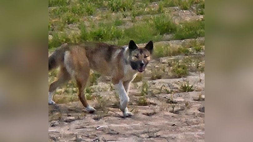 Keller believes the dingoes killing livestock on his property are actually feral dogs or hybrids.