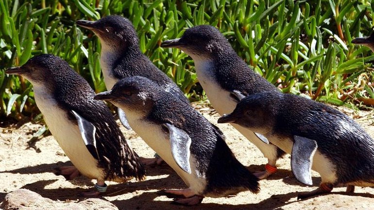 Victorian authorities have confirmed the death of a little penguin from Phillip Island. 