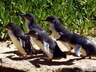 Victorian authorities have confirmed the death of a little penguin from Phillip Island. 