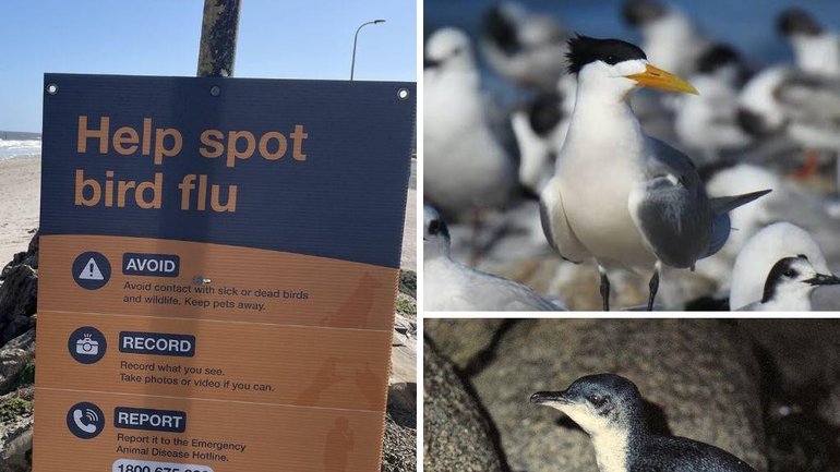 Bird flu fears are growing across southern Australia after mass deaths of crested terns in South Australia and dead penguins in Tasmania.