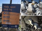 Bird flu fears are growing across southern Australia after mass deaths of crested terns in South Australia and dead penguins in Tasmania.