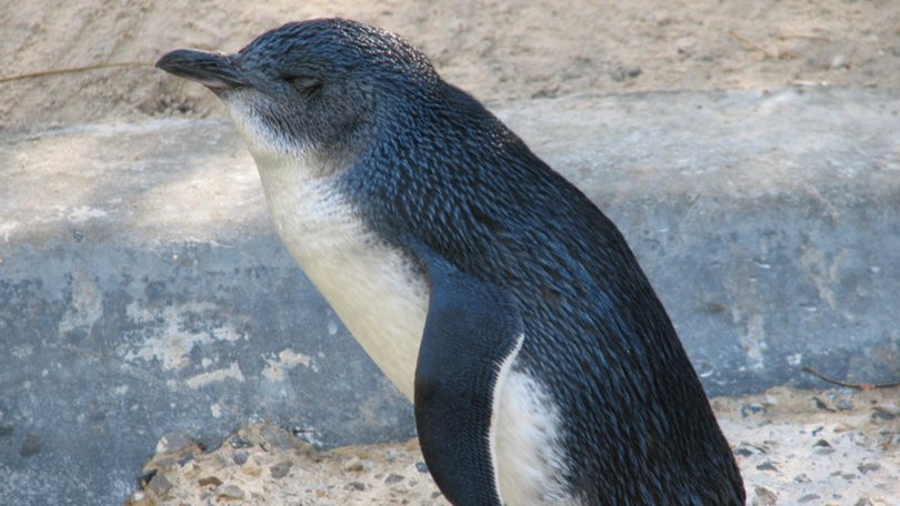 28 little penguins have been found dead at the Port of Grassy in Tasmania. Picture: Supplied