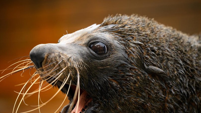 A long-nosed fur seal in South Australia has tested positive for the H5 bird flu. (Dan Himbrechts/AAP PHOTOS)