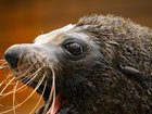 A long-nosed fur seal in South Australia has tested positive for the H5 bird flu. (Dan Himbrechts/AAP PHOTOS)