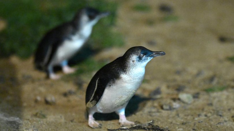 Authorities are hoping to protect a penguin colony with an ambitious bird flu vaccination program. (Joel Carrett/AAP PHOTOS)