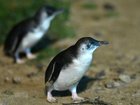 Authorities are hoping to protect a penguin colony with an ambitious bird flu vaccination program. (Joel Carrett/AAP PHOTOS)