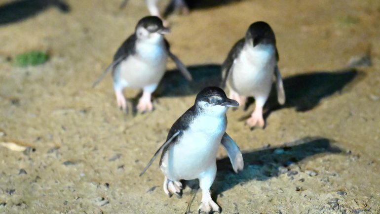 The little penguins' ritual of returning home along the same path makes them ideal for vaccination. 
