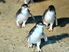 The little penguins' ritual of returning home along the same path makes them ideal for vaccination. 