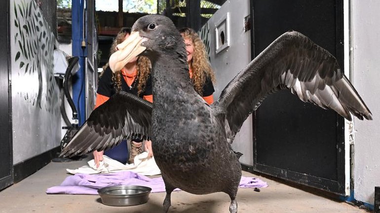 A second potential positive case of H5 bird flu has been detected in Queensland. 