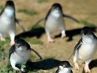 The Federal government has announced a total bird flu funding increase of $145 million. 