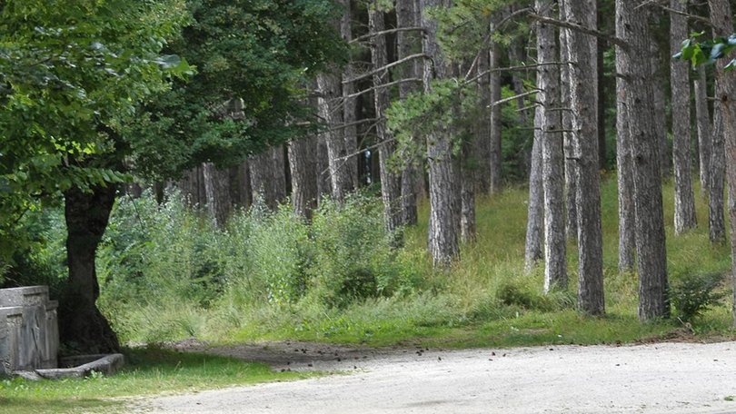 Italian authorities previously deemed a family's off-grid house in a forest unsuitable for children. (AP PHOTO)