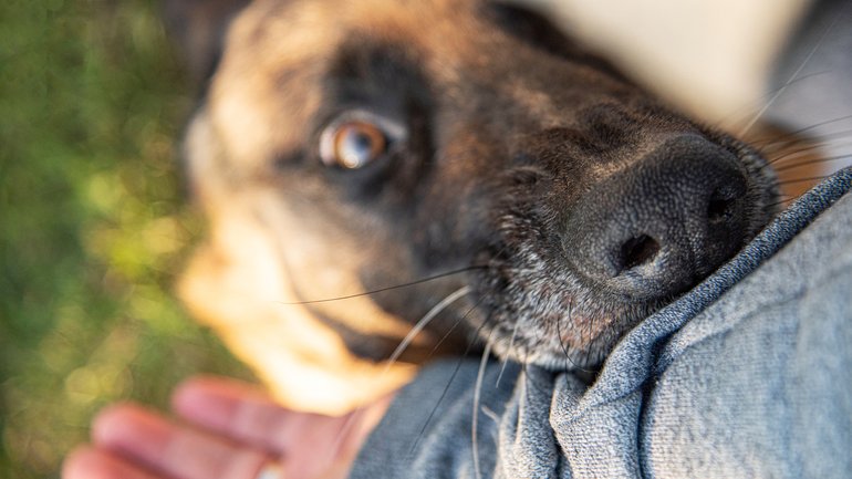 It is understood that seven pit bull-type dogs were involved, and they were estimated to be about one year old.