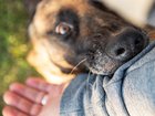 It is understood that seven pit bull-type dogs were involved, and they were estimated to be about one year old.