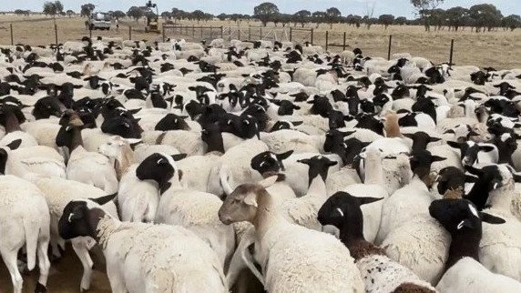 Police have issued an appeal for information after approximately 5,500 sheep worth almost $2 million were stolen from a rural Queensland property.